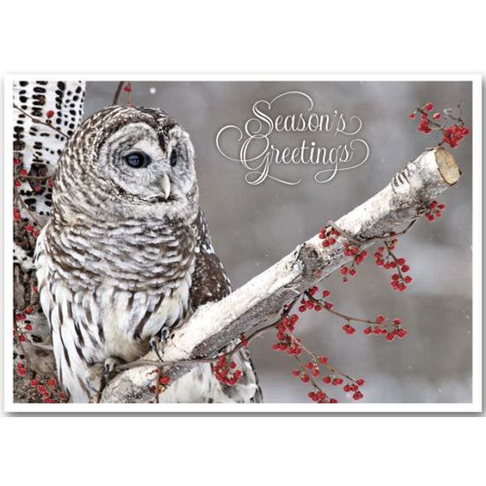 Winter Owl Holiday Cards 